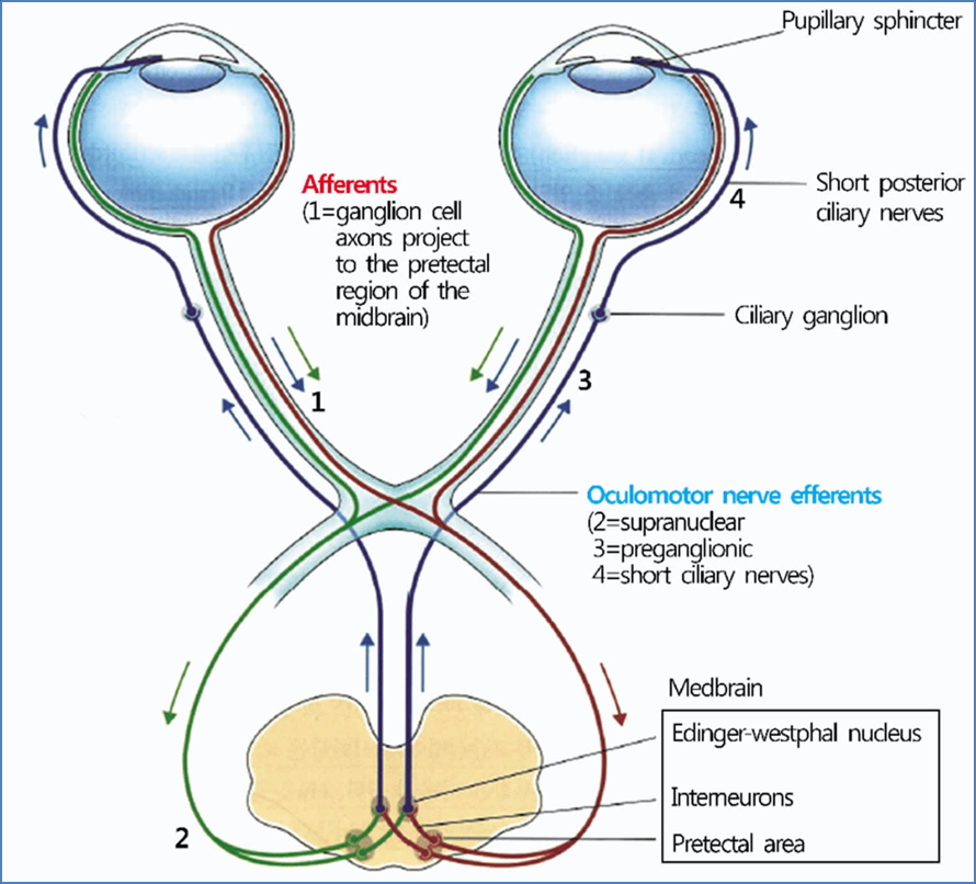 Pupillary reflexes