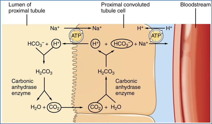 Reabsorption of Bicarbonate from the PCT