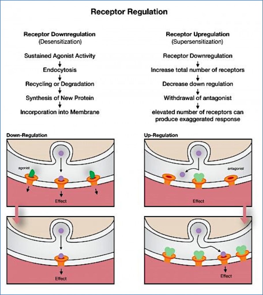 Receptor Desensitisation