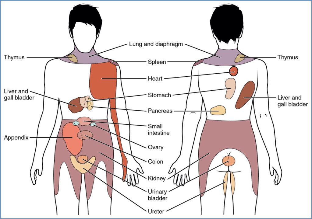 Referred Pain