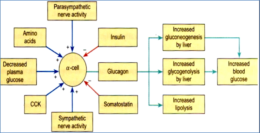 Glucagon Release Feedback