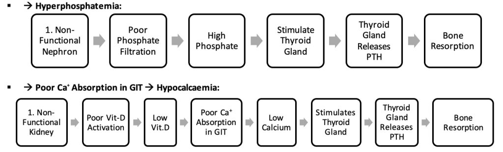 renal pathology overview - Renal Bone Disease