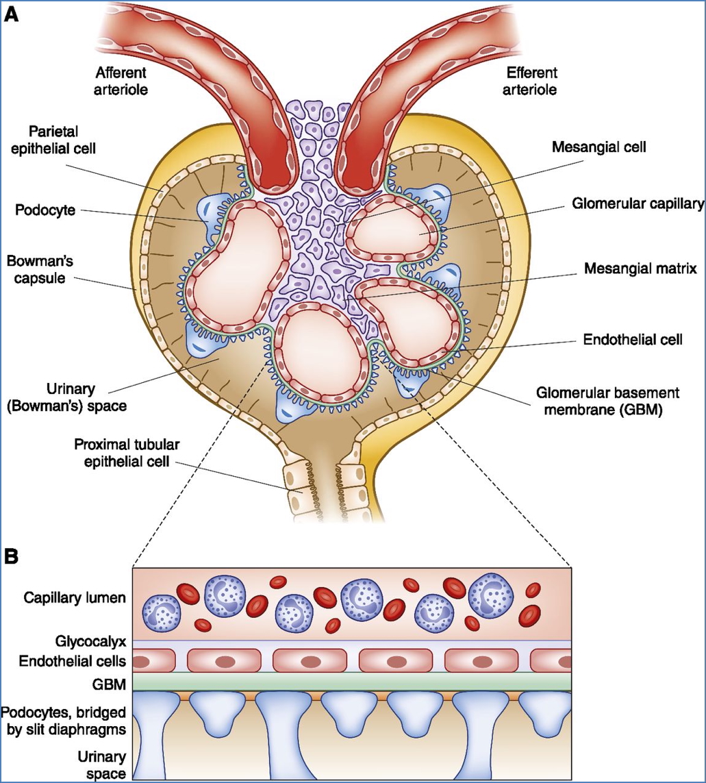 GLOMERULAR FILTRATION