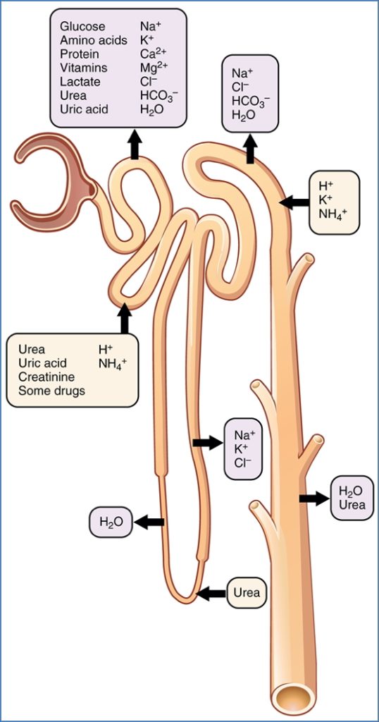 renal physiology - TUBULAR SECRETION