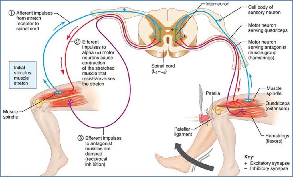 muscle reflexes - STRETCH REFLEX