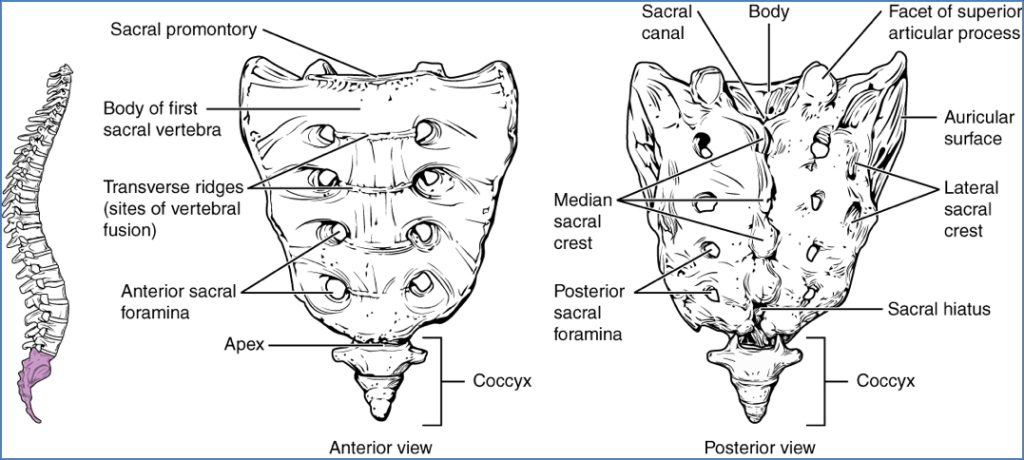 Sacrum