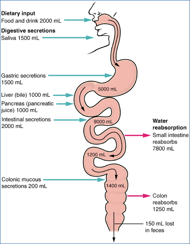 gastrointestinal Secretions Volumes & Constituents