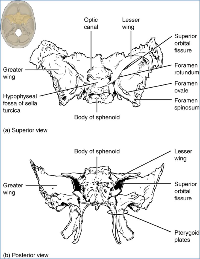 Sphenoid Bone