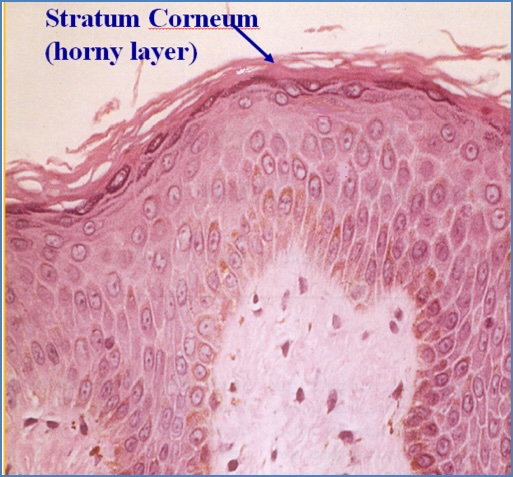 Skin structure - Stratum Corneum