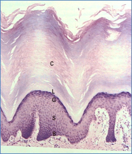 Skin structure - Stratum Corneum