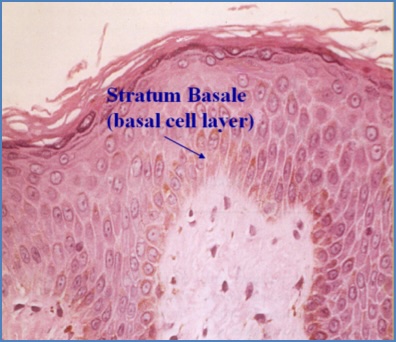 Skin structure - Stratum Germinativum
