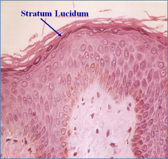 Skin structure - Stratum Lucidum