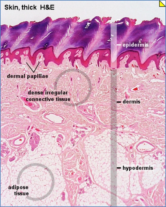 Structure of The Hypodermis