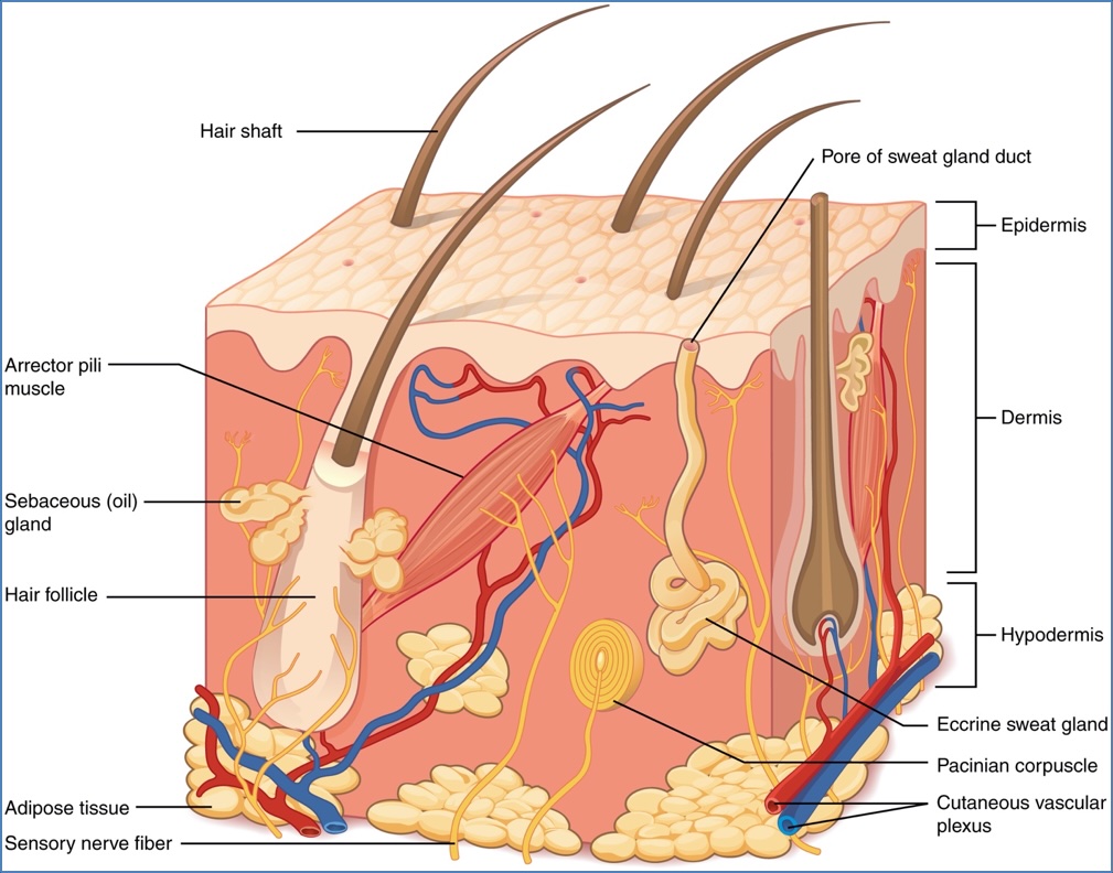 Structure of The Hypodermis