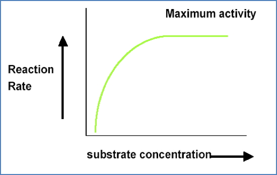 proteins as enzynes: Substrate Concentration