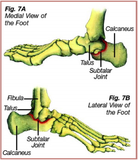 Lower Limb Joints - Subtalar Joint