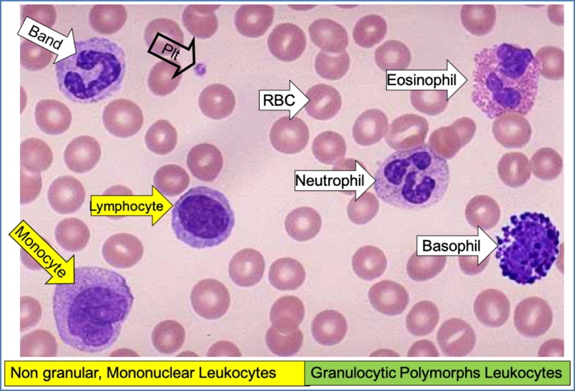 System for Looking at Blood Smears