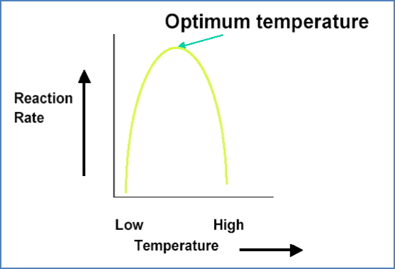 proteins as enzynes: Temperature