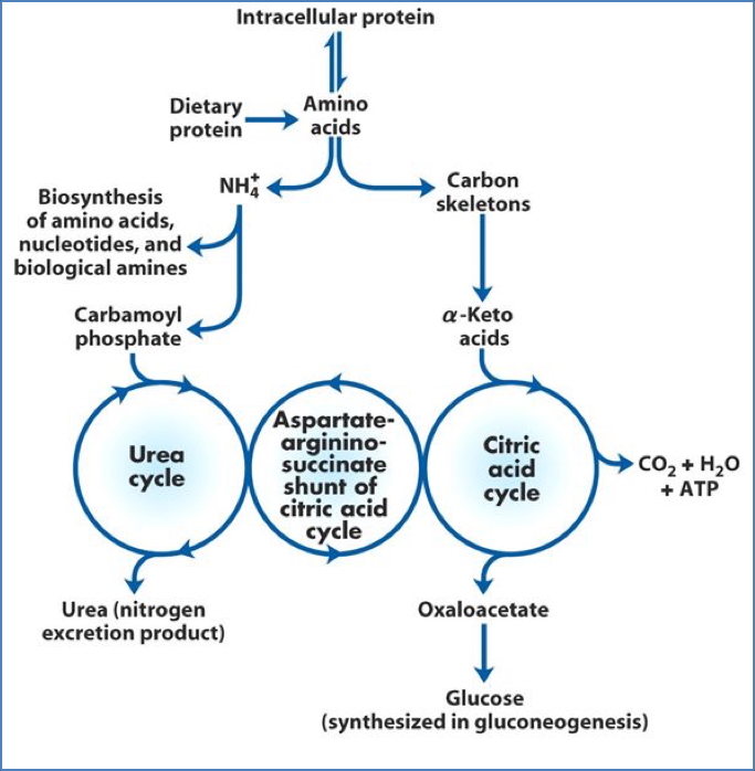 amino acid metabolism - The Aspartate-Arginino-succinate Shunt’