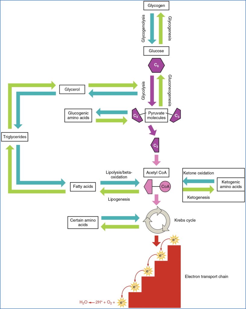 Catabolic and Anabolic Pathways