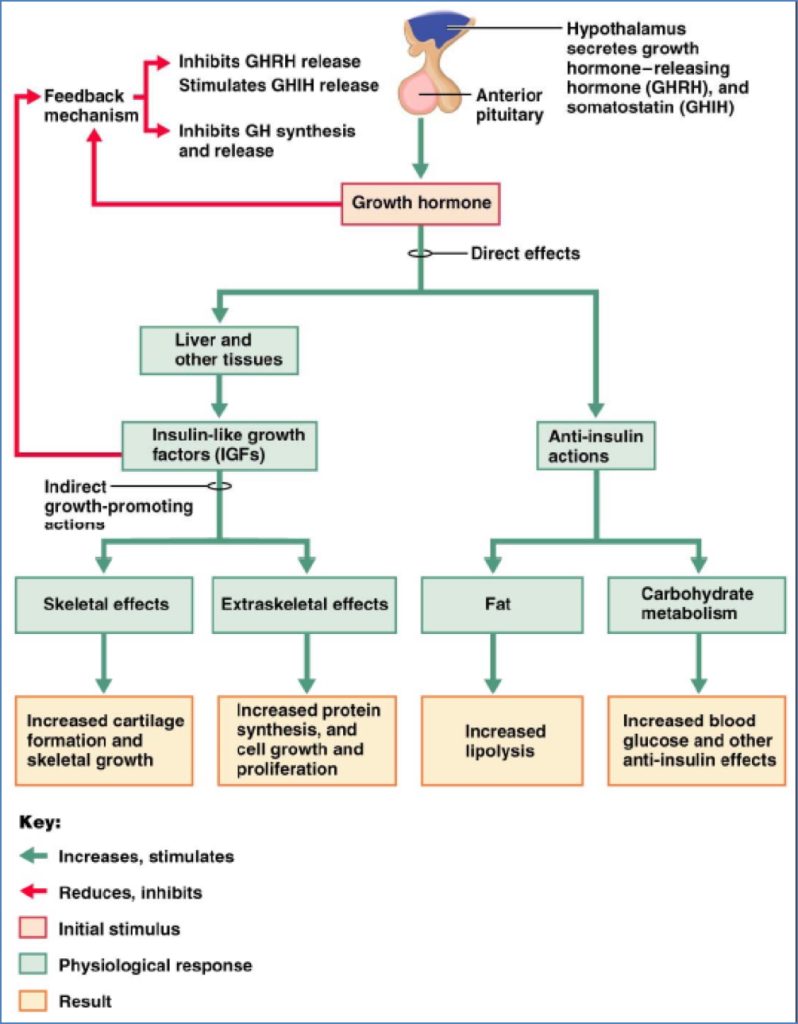 Endocrine Growth Regulation - The Growth Hormone Axis