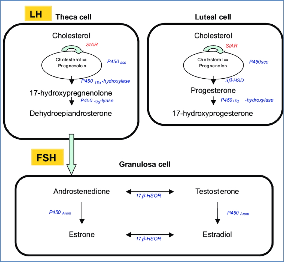 The Important Female Reproductive Hormones
