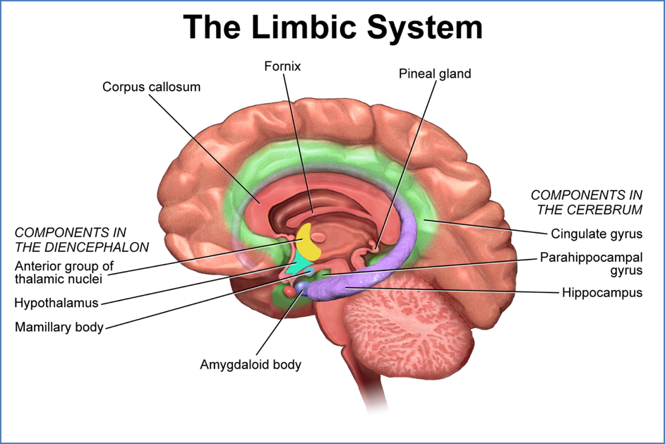Neurobiology of emotions - The Limbic System