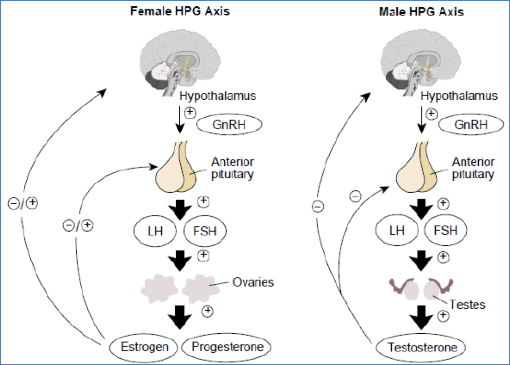 Reproductive Endocrinology - The Pituitary Sex Hormones