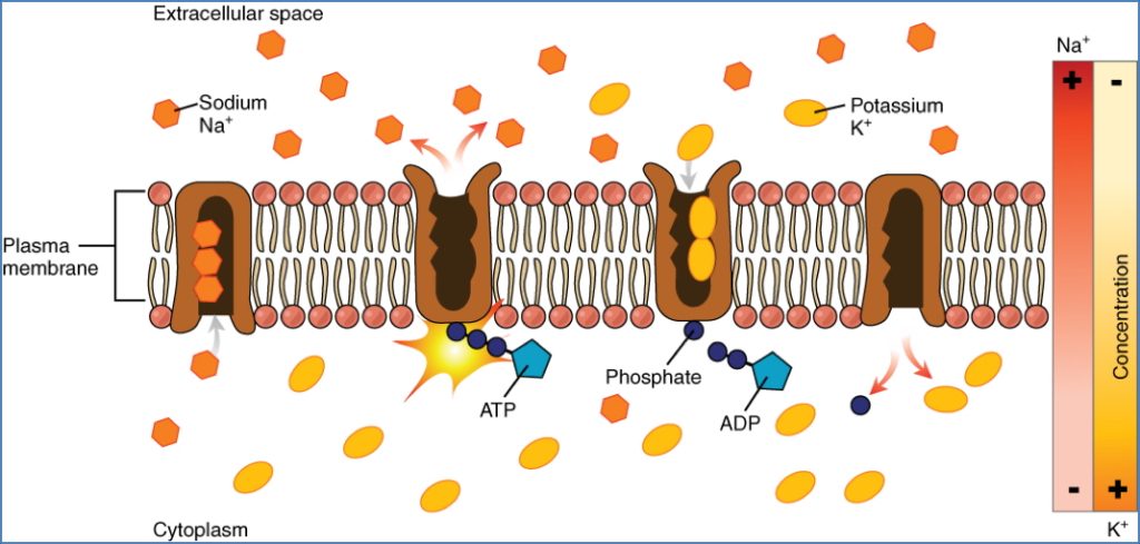 cell membrane and transport - The Sodium Potassium Pump