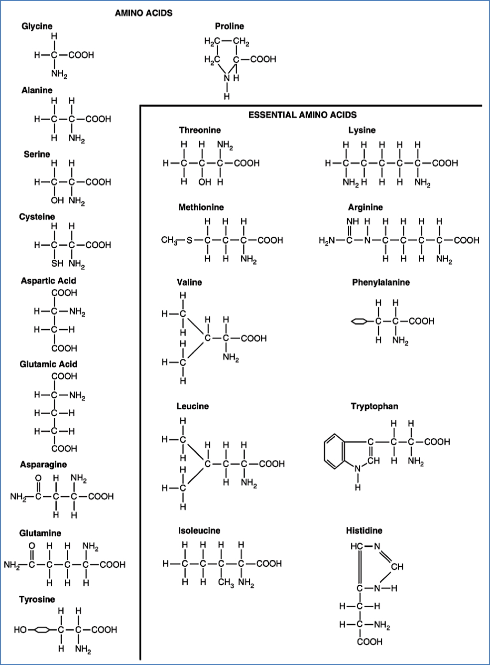 There are 20 relevant amino acids