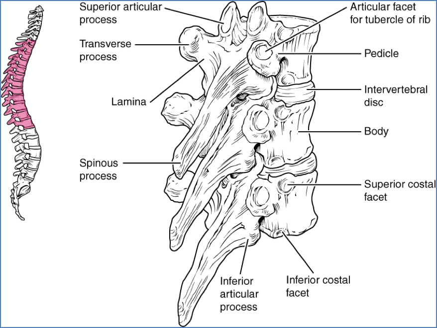 the axial skeleton - Thoracic