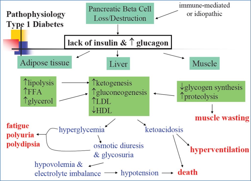 Type 1 Diabetes