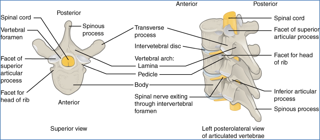 Typical Vertebrae