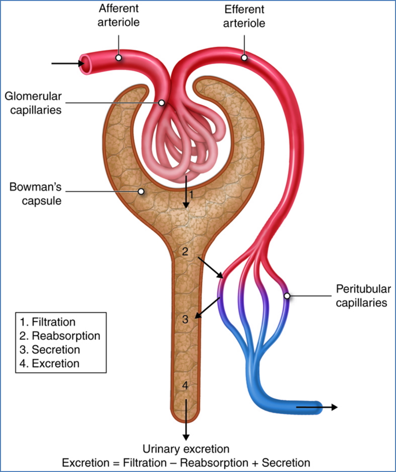 renal physiology - URINE PRODUCTION AND EXCRETION
