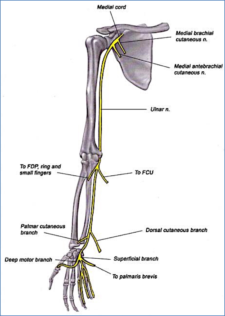 Ulnar nerve