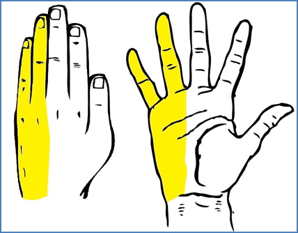 Ulnar nerve distribution