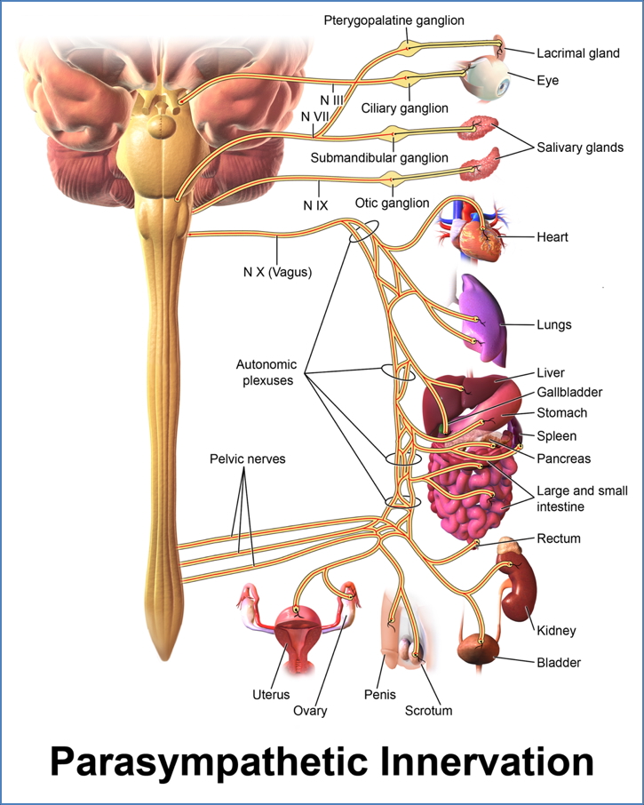 Vagus Nerve