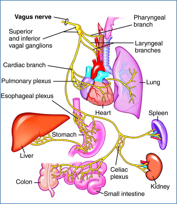 Vagus nerve
