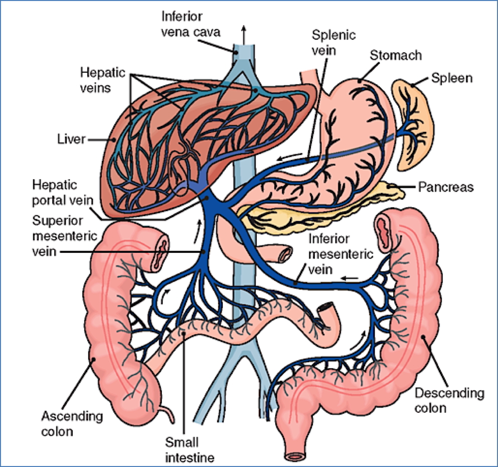 GI neurovascular supply - Venous Drainage of GIT