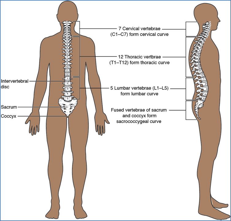 the axial skeleton - Vertebral Column