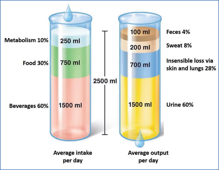Fluid Intake & Output