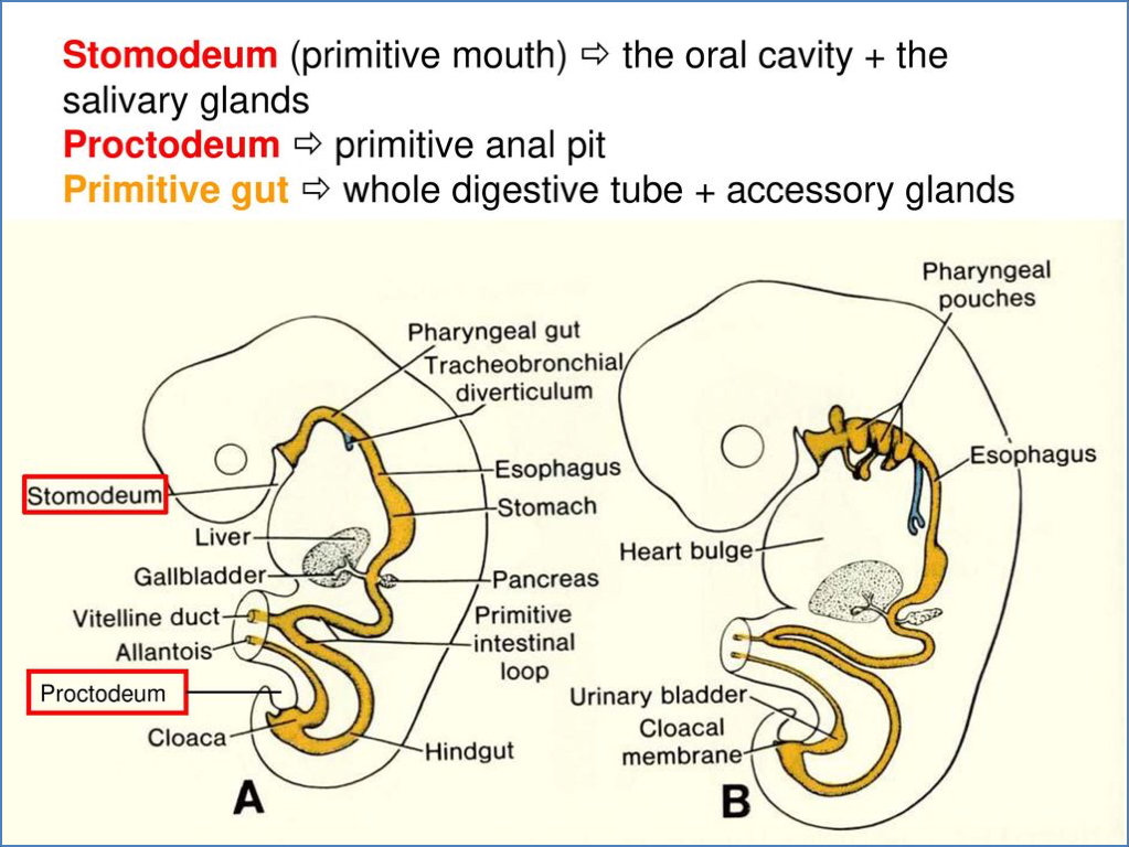gastrointestinal embryology: Week 4 – 8