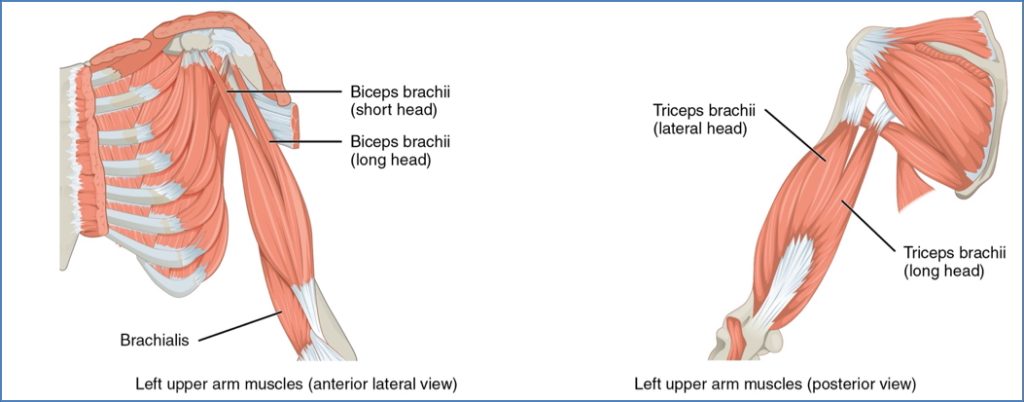 Upper Limb Muscles - arm muscles