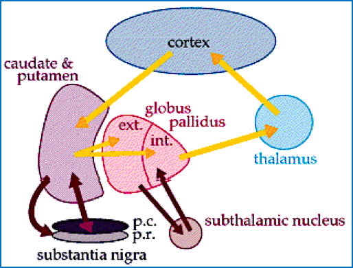 basal ganglia
