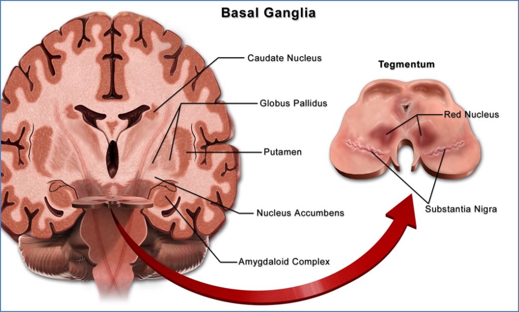 Motor Processing - basal ganglia