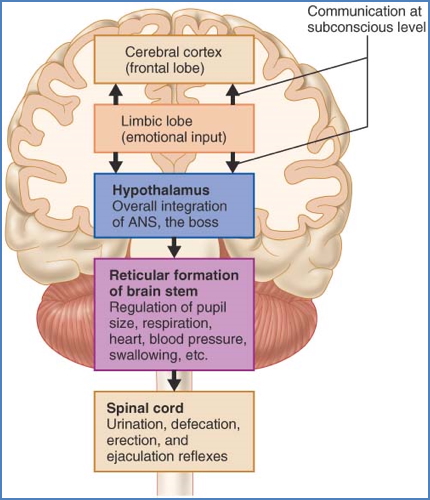 central control of ANS