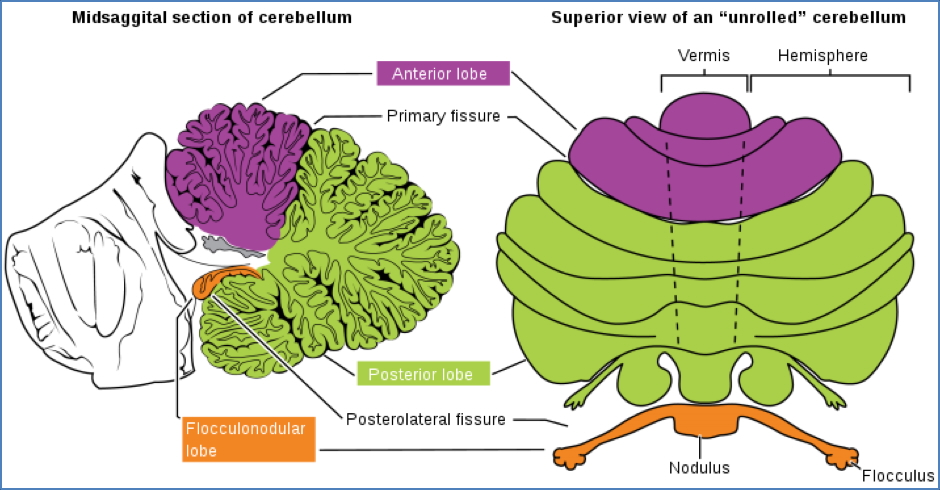 Motor Processing - cerebellum