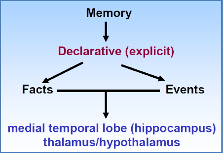 declarative memory