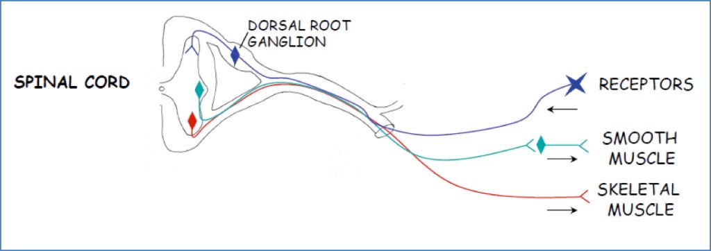 dorsal root ganglia