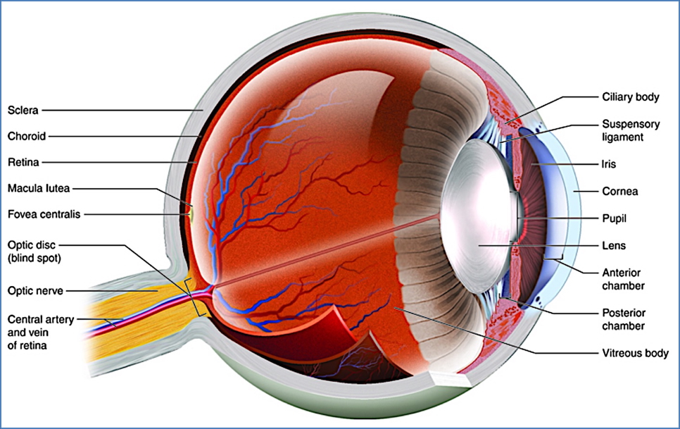 vision - eye anatomy